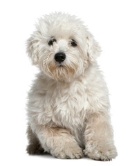 Maltese, 11 months old, sitting in front of white background