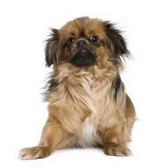 Tibetan spaniel, 4 years old, in front of white background