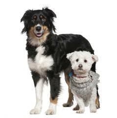 Australian Shepherd dog and Maltese dog