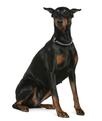 Doberman Pinscher, 7 years old