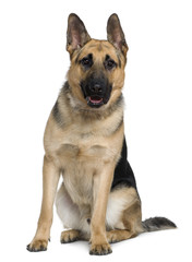 German Shepherd dog, 10 months old