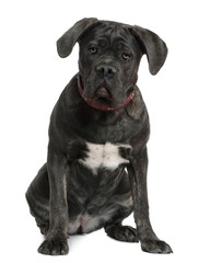 Cane Corso dog, 7 months old