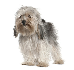 Yorkshire Terrier, 2 years old