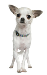 Obraz premium Chihuahua, 2 years old