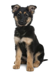 German Shepherd puppy, 3 months old