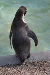 Humboldt Penguin