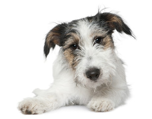 Jack Russell Terrier, 5 months old