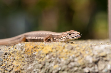 カナヘビ
