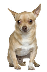 Chihuahua, 2 years old, sitting in front of white background