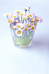 Gänseblümchen