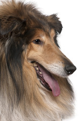 Close-up of Rough collie with tongue out, 5 years old