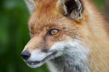 Red Fox (Vulpes vulpes)
