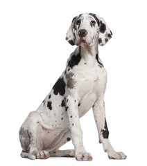 Great Dane puppy, 6 months old,