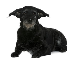 Old mixed-breed dog, 11 years old, in front of white background