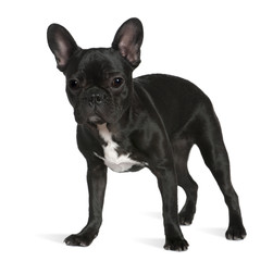 French bulldog, 8 months old