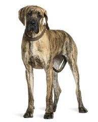 Great Dane, 10 months old, standing in front of white background