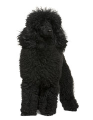 Poodle, 10 months old, standing in front of white background