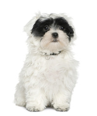 Havanese puppy, 3 months old,