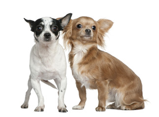 Two Chihuahuas, 4 years old and  18 months old