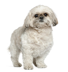 Shih Tzu, 3 and a half years old