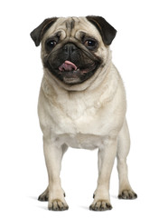 Obraz premium Pug, 2 Years old, standing in front of white background
