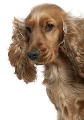 English Cocker spaniel with hair blowing in the wind, 18 months