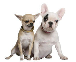 French bulldog and Chihuahua, 5 months old and 1 and a half year
