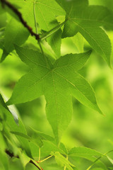 Fototapeta na wymiar Maple leaf