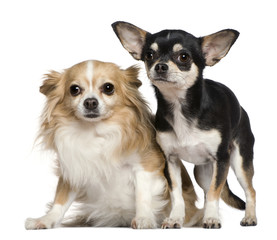 Two Chihuahuas, 6 and 2 years old, in front of white background