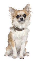 Chihuahua, 7 months old, sitting in front of white background