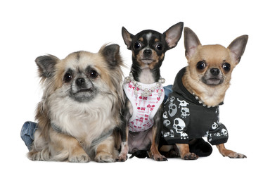Group of Chihuahuas dressed up, 3 and 2 years old