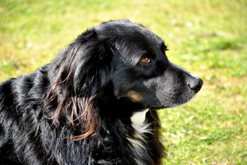 border collie dog