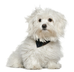 Maltese, 7 months old, sitting in front of white background