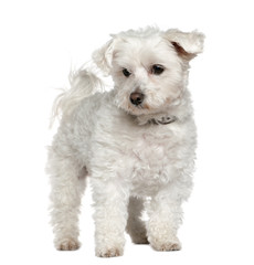 Maltese, 8 years old, standing in front of white background