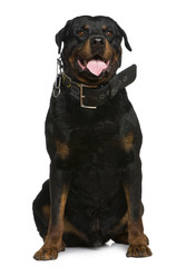 Obraz premium Rottweiler, 5 years old, sitting in front of white background