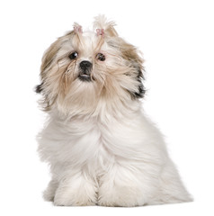 Shih Tzu, 8 months old, sitting in front of white background