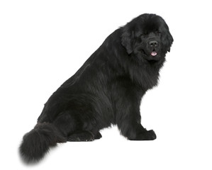Newfoundland dog, 4 and a half years old