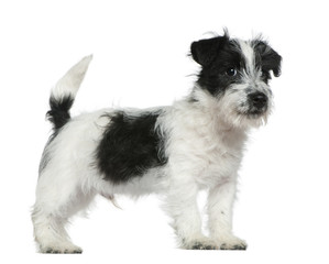 Jack Russell terrier puppy, 4 months old
