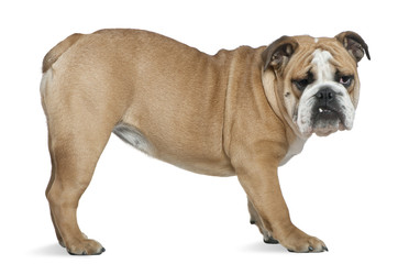 English bulldog, 6 months old