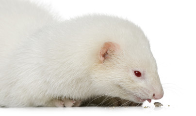 Ferret eating crumbs, 3 years old, in front of white background