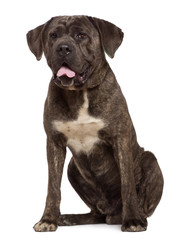 Obraz premium Cane corso dog, 13 months old