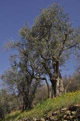 ulivo olive agricoltura olio