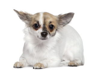 Chihuahua, 8 months old, in front of white background