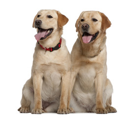 Two Labrador Retrievers, 2 years old and 11 months old