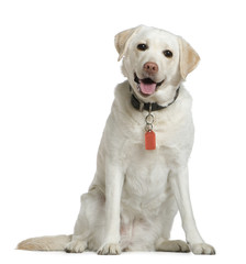 Labrador, 5 years old, sitting in front of white background