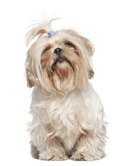 Shih Tzu, 4 years old, in front of white background