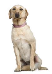 Labrador, 4 years old, sitting in front of white background