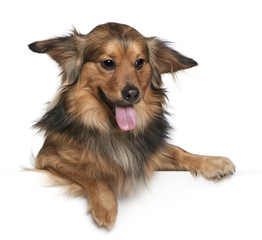 Dachshund, 6 years old, in front of white background