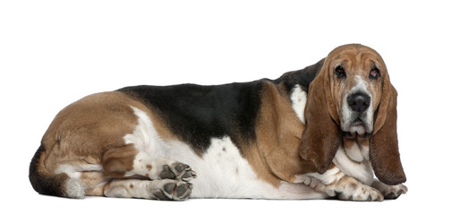 Basset hound, 9 years old, lying in front of white background