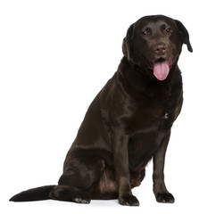 Labrador, 7 years old, sitting in front of white background